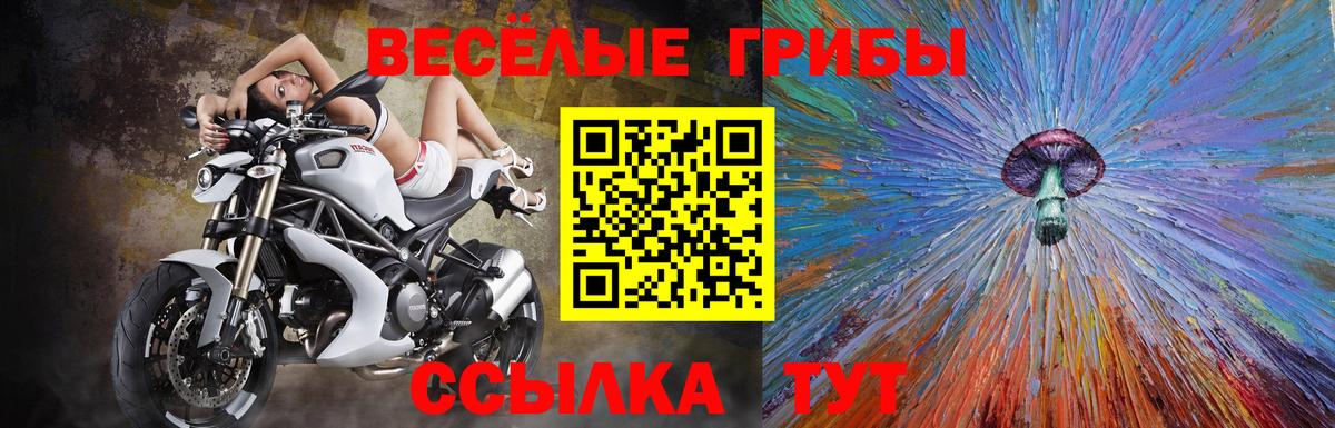 Псилоцибиновые грибы Psilocybine cubensis Кисловодск